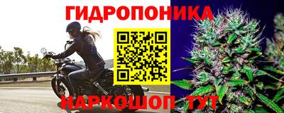 прущие крисы Можга